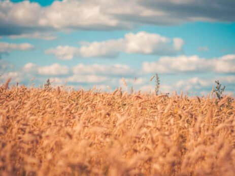 Wheat harvest in Argentina advances to 44.9% of the area – BBM